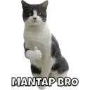 Pelekat