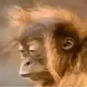 Կպչուն պիտակ