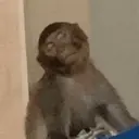 Կպչուն պիտակ