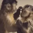 Կպչուն պիտակ