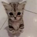Figurinha