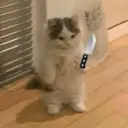 Figurinha