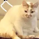 Çıkartma