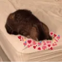 ملصق