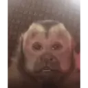 ملصق