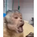 ملصق