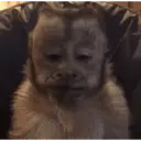 ملصق