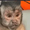 ملصق