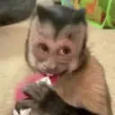 Stika