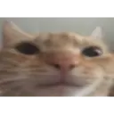 Pelekat
