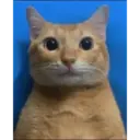 Pelekat
