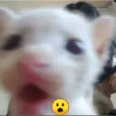 Pelekat