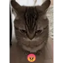 Pelekat