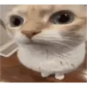 Pelekat