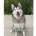 ملصق