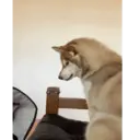 ملصق