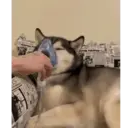 ملصق