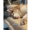 ملصق