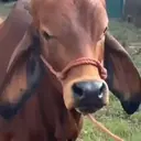 Pelekat