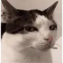 Adhesiu