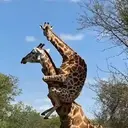ملصق