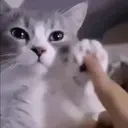 ملصق