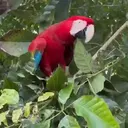 ملصق