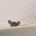 ملصق