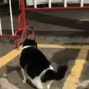 ملصق