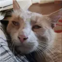 Samolepka