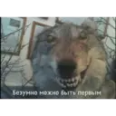 Стикер