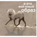 Стикер