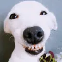 Figurinha