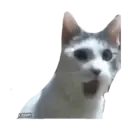 Naljepnica