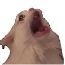 Naljepnica