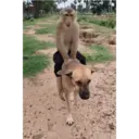 ملصق