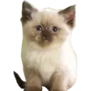 Figurinha