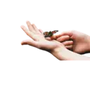 اسٹیکر