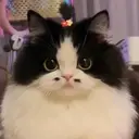 Figurinha