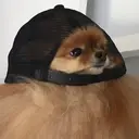 Figurinha