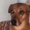 ملصق