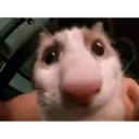 Samolepka