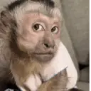 Figurinha