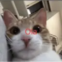 Adhesiu