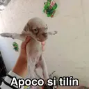 贴纸
