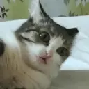 Stika