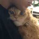 Stika