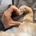Stika