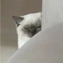 Stika