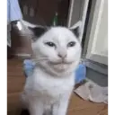Samolepka